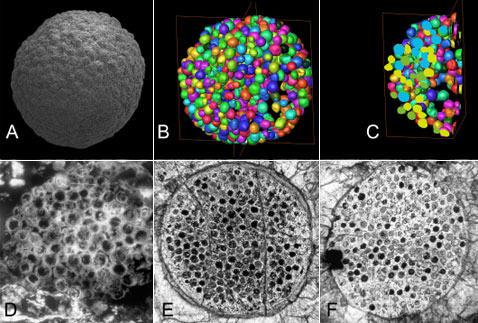  ,      ,   ,    .     ,   754 . A     ; B, C       ; D, E, F       (   James W. Hagadorn et al.).